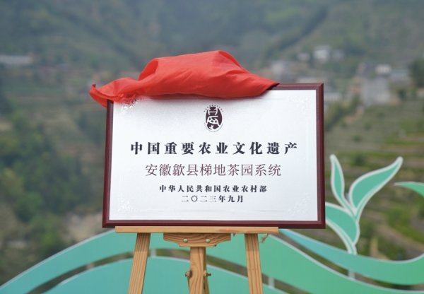 盈丰配资 千年茶香飘出大山，街源烘青迎来新纪元